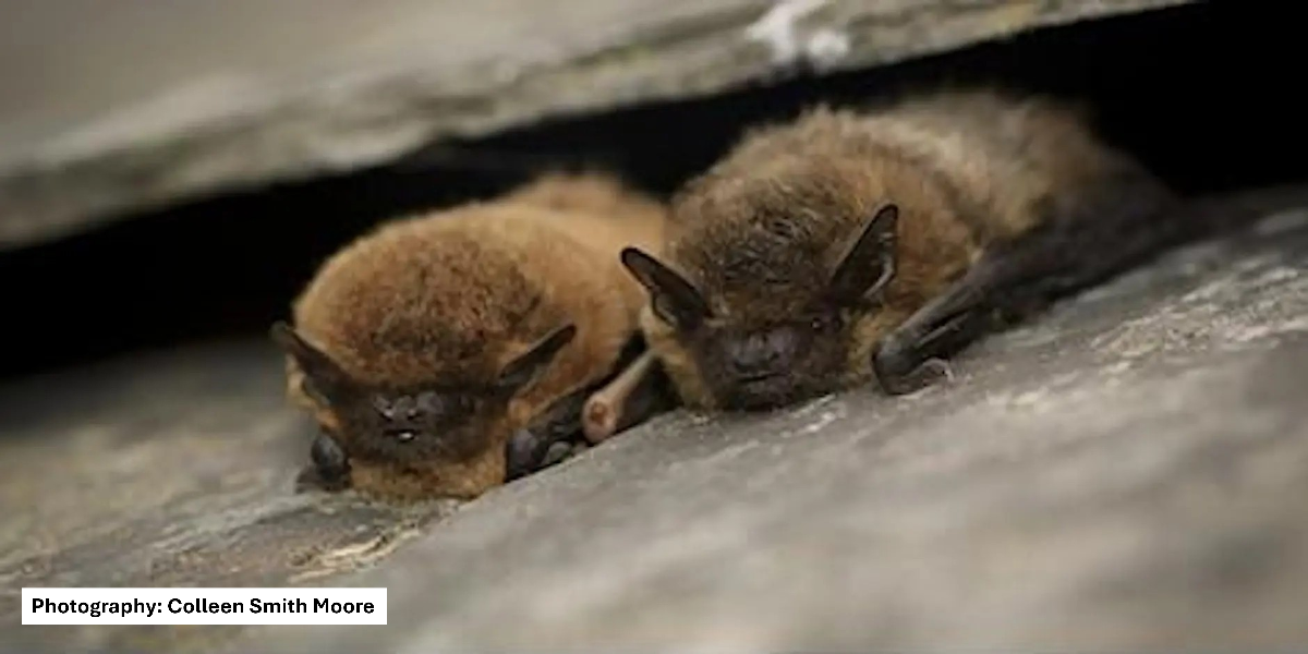 Bats1.png